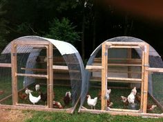 chickens are in their coops on the grass