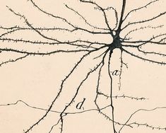 an image of the inside of a human's brain with all its parts labeled