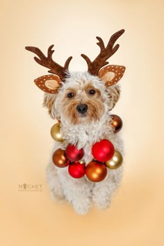 a small dog wearing reindeer antlers and ornaments