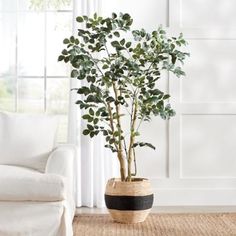 a potted plant sitting on top of a rug next to a white couch in front of a window