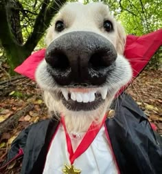 a dog wearing a red and black jacket with a gold star on it's collar