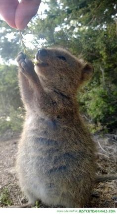 a baby koala is reaching up to eat some leaves from a hand held by someone