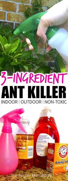 3 ingredient anti - killer sprayer for indoor outdoor no - toxic use