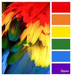 an image of a colorful bird's feathers