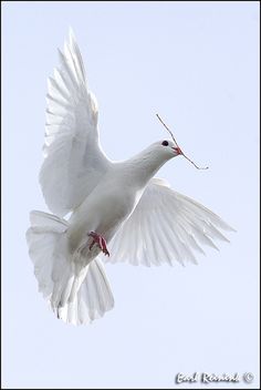 a white bird is flying in the sky