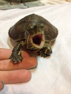 a small turtle sitting on top of a person's hand with its mouth open