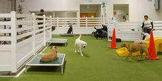 several dogs are in an indoor dog park