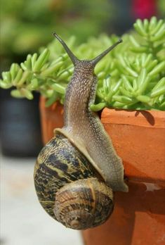 a snail crawling on top of a potted plant