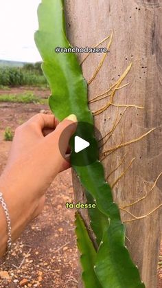 a person holding onto a green leaf on top of a wooden pole with words written below it