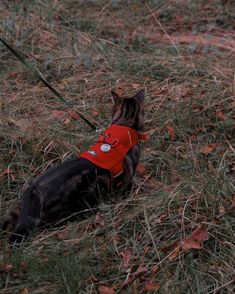 a dog wearing a red vest sitting in the grass