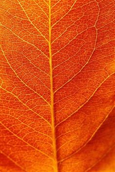 the underside of a leaf that is orange and yellow