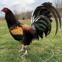 a black and red rooster standing on top of a lush green field next to a hose