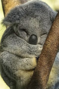 a koala sleeping on top of a tree branch