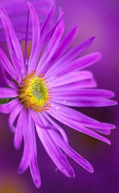 a purple flower with yellow center surrounded by other flowers