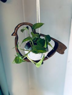 a potted plant is hanging from a hook