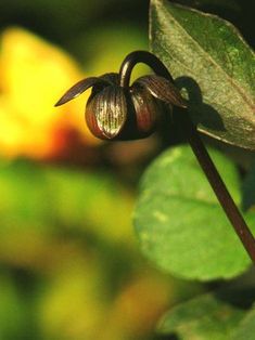 a close up of a flower on a plant