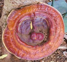 a close up of a tree stump with some dirt on the ground and leaves around it