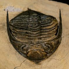 2.6 Zlichovaspis Rugosa Trilobite Fossil Morocco Devonian Age 400 Mil Yrs Old - Fossil Age Minerals Dragonfly Larvae, Galena Mineral, Copper Mineral, Megalodon Tooth, Fish Fossil, Trilobite Fossil, Fossil Teeth, Amber Fossils, Raw Minerals