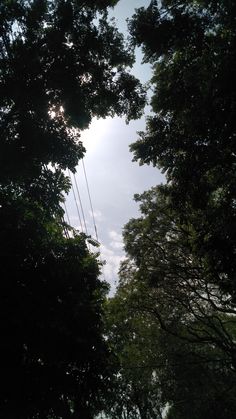 the sun shines through the trees on a cloudy day in the forest, with power lines running across the sky