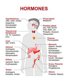 the anatomy of the human body and its major organs, including the livers, pancretam, bronchles, bile