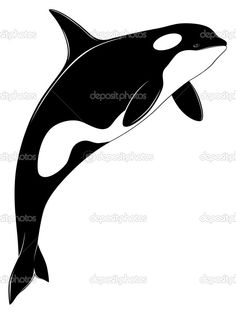 an orca jumping up in the air with its mouth open, silhouetted against a white