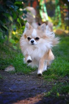 a small dog running down a path in the grass with it's front paws up