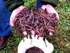 a person is holding out their hands with worms in the middle of it and on top of a white bowl