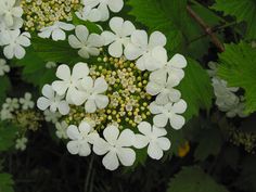 white flowers with green leaves in the background