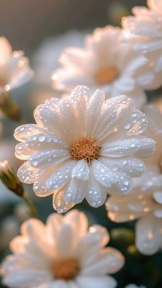 some white flowers with water droplets on them