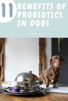 a brown dog sitting on top of a wooden table next to a pot and pan