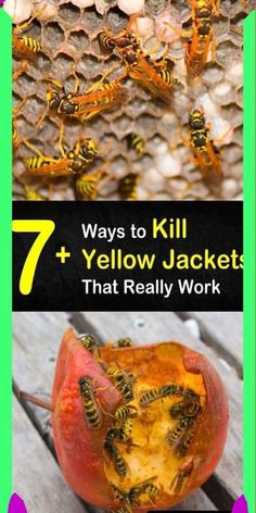 an apple with bees inside and the words 7 ways to kill yellow jackets that really work