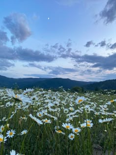 a field full of white daisies under a cloudy sky