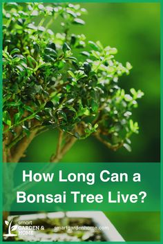 a bonsai tree with the words how long can a bonsai tree live?