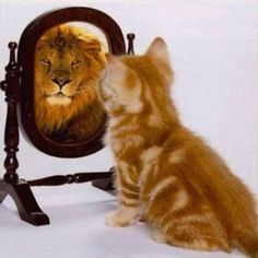 a cat looking at its reflection in a mirror with a lion on it's face