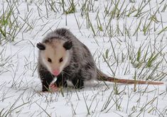 an opossmus walking through the snow with it's mouth open