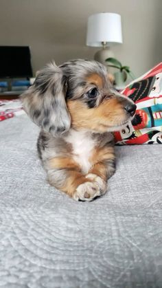 a small dog sitting on top of a bed