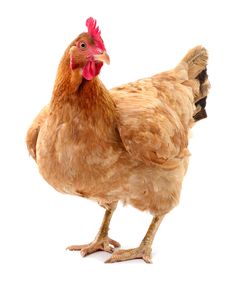 a brown chicken with a red comb standing on its hind legs and looking at the camera