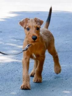 a small brown dog is walking down the street with a leash on it's neck