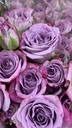 a bouquet of purple roses with green leaves