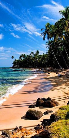 a sandy beach with palm trees and clear blue water