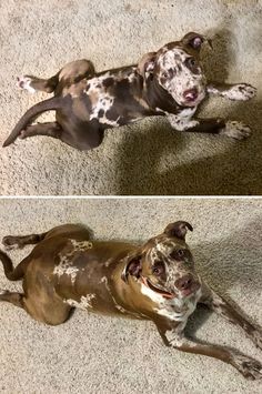 two pictures of a dog laying on the floor