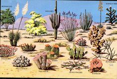 a desert scene with cacti and other plants