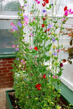 a bunch of flowers that are in a planter