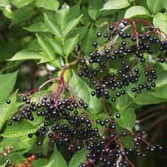 berries are growing on the branch of a tree