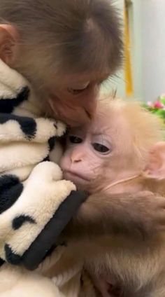 a baby monkey is cuddled up to its mother's face and being affectionate