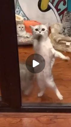 a white cat standing on its hind legs in front of a glass door