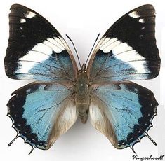 a blue and white butterfly with black wings