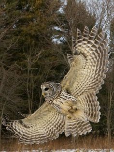 an owl flying through the air with its wings spread out in front of some trees