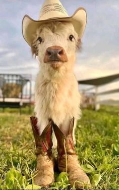 a baby cow wearing cowboy boots and a hat