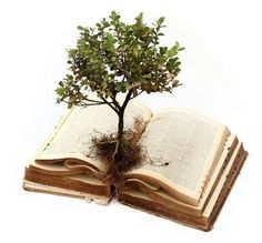 an open book with a tree growing out of it